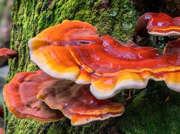 Huba Reishi